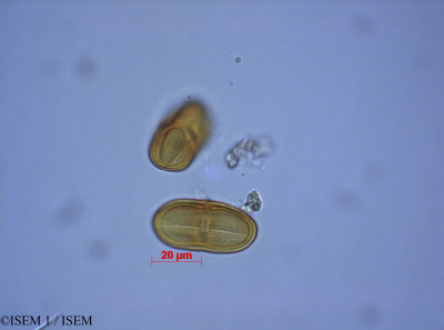 ISEM 1/Oenanthe_fistulosa_27569/Oenanthe_fistulosa_27569_0001(copy)_thumb.jpg